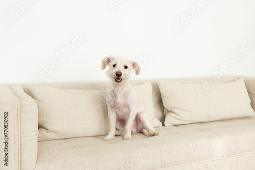 Cute white terrier mix sitting on beige linen couch smiling happily