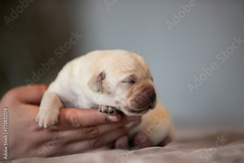 Labrador puppies in hands