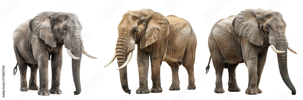 Fototapeta premium \ - A set of elephant isolated on transparent background
