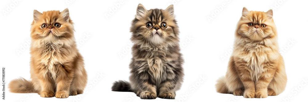 \ - A set of image of a front view cute persian cat realistic image isolated on transparent background (2)