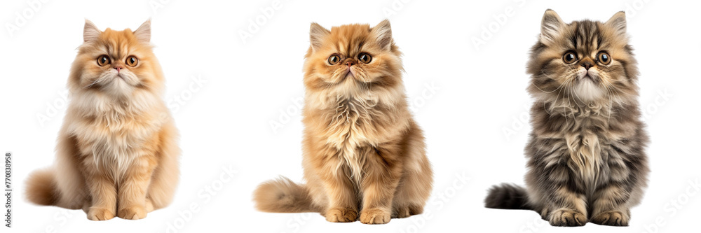 \ - A set of image of a front view cute persian cat realistic image isolated on transparent background