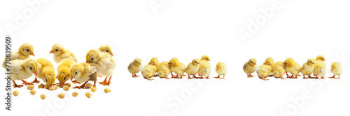 \ - A set of little yellow chicks a flock eating food isolated on transparent background