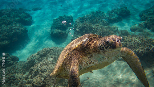 Sea Turtles swimming underwater © Jordan