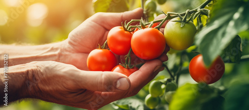 Farmer's hand holding ripe cherry tomatoes on the vine. Organic farming and agriculture concept. Image about gardening, fresh produce marketing, and healthy food lifestyles.