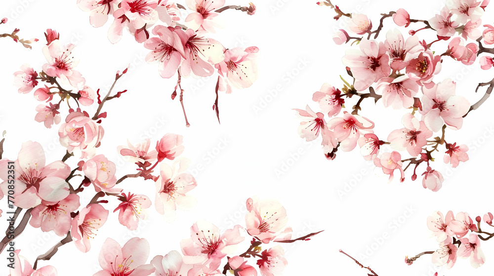Fototapeta premium spring banner, blooming sakura on white background with copy space