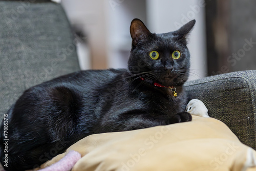 黒猫