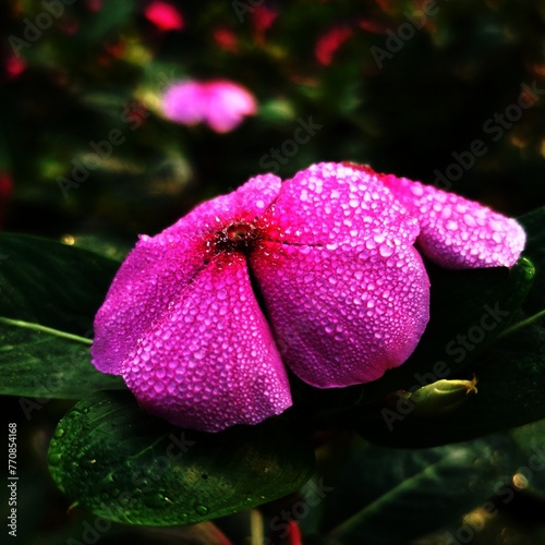 Madagascar periwinkle,Madagascar periwinkle flower,catharanthus plant,Madagascar periwinkle plant,periwinkle catharanthus roseus,
vinca rosea,periwinkle flowers,
annual vinca,vinca flower,sada bahar,p photo