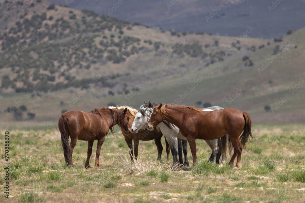 Wild Horses in the Utah Desert in Spring Wild Horses in the Utah Desert in Spring