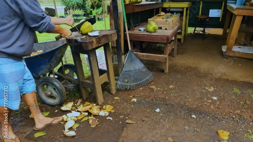 A man cuts coconut open with a huge machete knife. Opening coconut with a knife.  photo