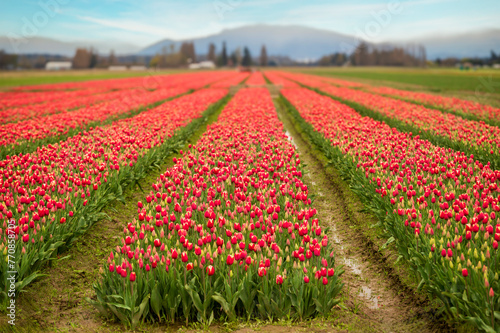 Rows of bright red springtime tulips growing in the Skagit Valley, Washington. Skagit County is known worldwide for its Tulip Festival,which occurs the entire month of April.