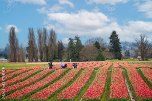 Harvesting colorful red tulips in the Skagit Valley on a glorious spring day in the Pacific Northwest. Approximately 1,000 acres of tulips and daffodils are grown in Skagit County.
