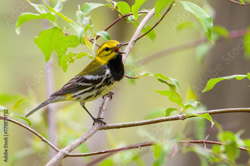 Black-throated Green Warbler photo