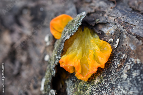 Yellow-orange mushroom Tremella mesenterica grows on the bark of a tree, close-up. photo