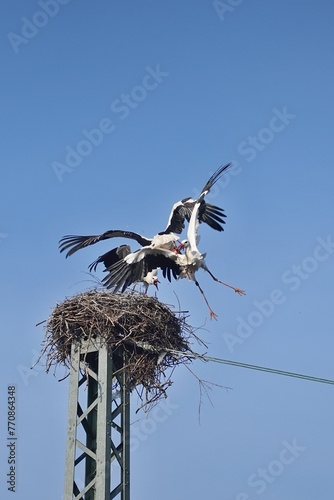 Storch - Kampf um das Nest photo