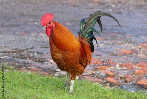 A close up of a Rhode Island Red rooster cockerel  photo