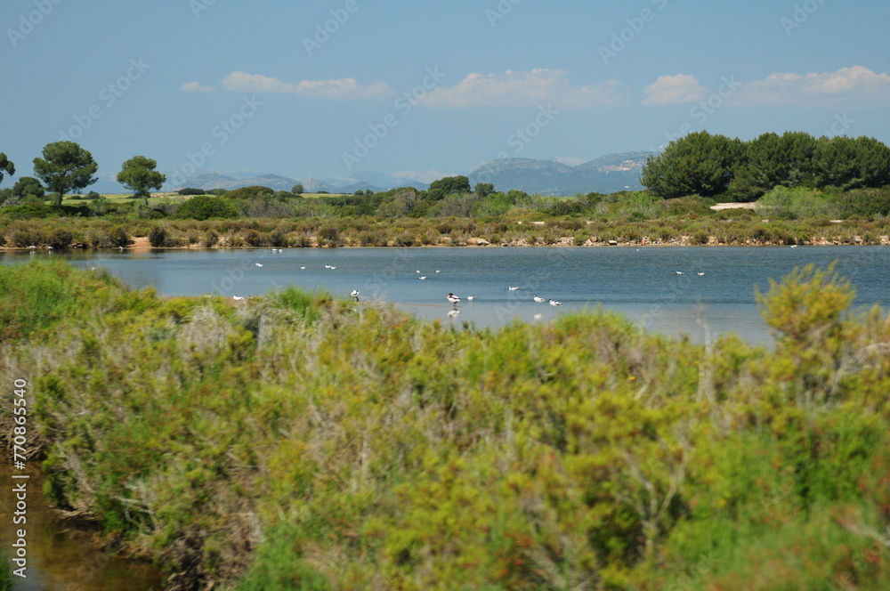 Wild Birds Resting In The Nature Reserve Platja Des Trenc Mallorca On A Wonderful Sunny Spring Day With A Clear Blue Sky