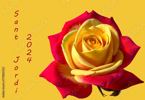 Tarjeta de Sant Jordi con una rosa bicolor amarillo y rojo, texto rojo en catalán 