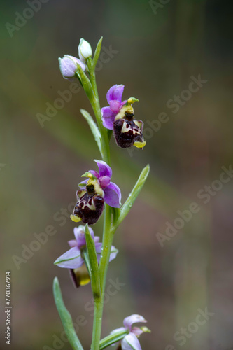 Late Spider Orchid, Ophrys holosericea or Ophrys annae, flowering European terrestrial wild orchid, nature habitat, detail of bloom, violetclear background. Sassari, Sardinia, Italy