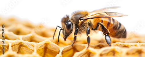 Close up view of working bees on honeycells. photo