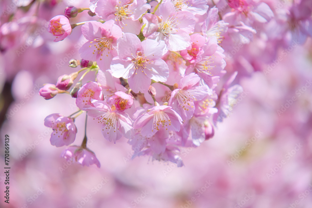 Naklejka premium 桜