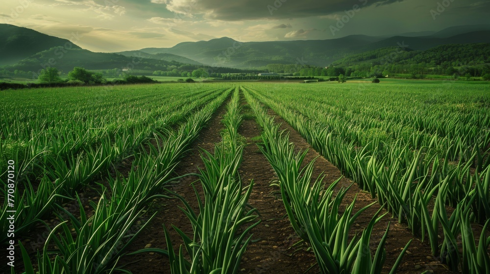 Fields of green garlic, bright green color and tender stems of garlic plants