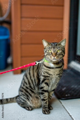brown and grey striped tabby cat sitting, natural light animal
