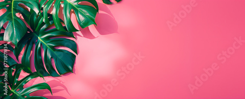Summer philodendron tropical leaves minimalist concept on vibrant pink background with copy space.
