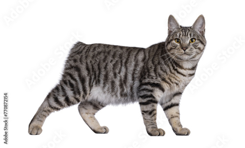 Slika na platnu Excellent typed young Kurilian Bobtail cat kitten, standing side ways showing pattern and butt