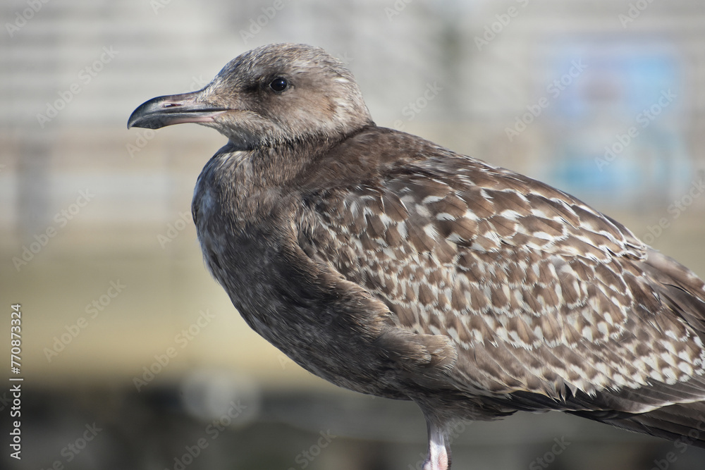 Close Up with a Gray Feathered Seagull Close Up with a Gray Feathered Seagull