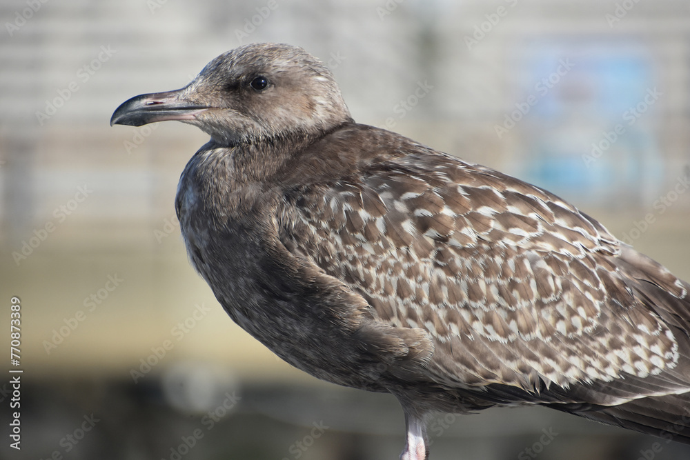 Gorgeous Gray Gull Standing at the Harbor Gorgeous Gray Gull Standing at the Harbor