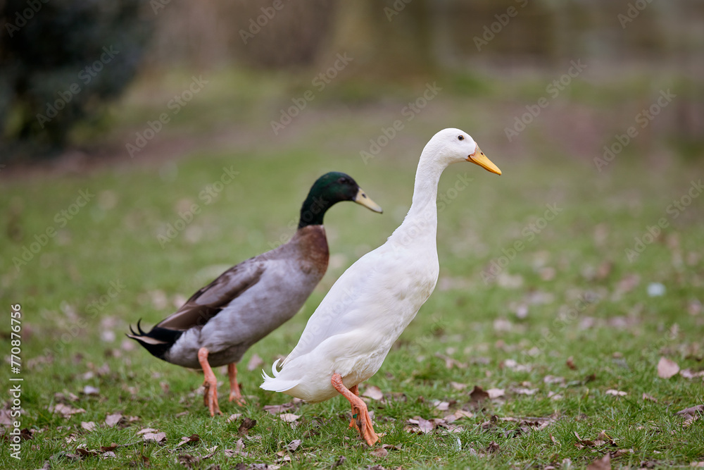 Two Indian runner ducks free in park with autumn leaves Two Indian runner ducks free in park with autumn leaves