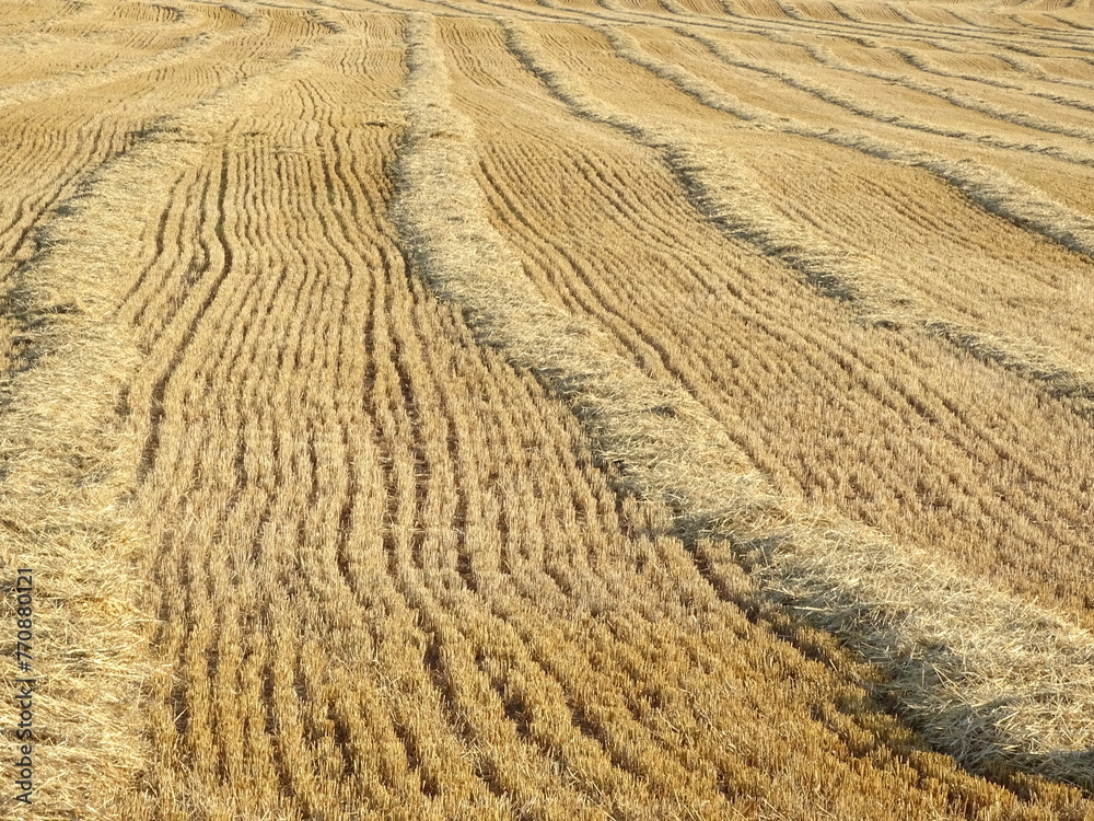 harvested wheat field in a sunny summer day close shot eye level harvested wheat field in a sunny summer day close shot eye level