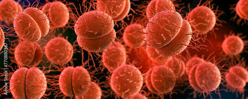 Bacteria Neisseria gonorrhoeae or Neisseria meningitidis, gonococcus and meningococcus.