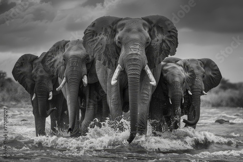A group of elephants are standing in a river, with one of them splashing water