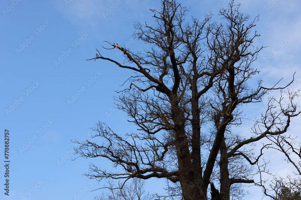 Negative Space images with beautiful blue background and details from dark tree with buds. Negative Space images with beautiful blue background and details from dark tree with buds.