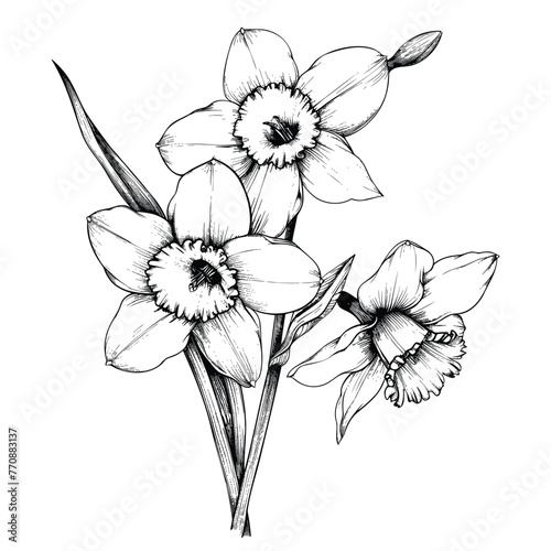 A branch of daffodil flowers, vintage flower illustration, black and white drawing, hand drawn illustration, vector isolated on white background © Favebrush