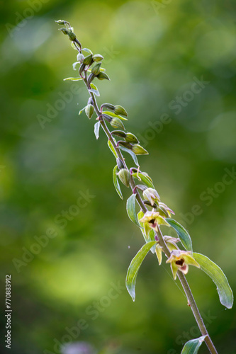 Orchid Broad-leaved helleborine (Epipactis helleborine) in flower Monte Arci, Oristano, Sardinia. Italy. photo