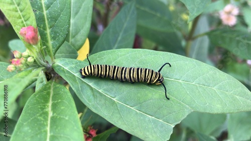 oruga de una mariposa monarca en las hojas de una asclepia