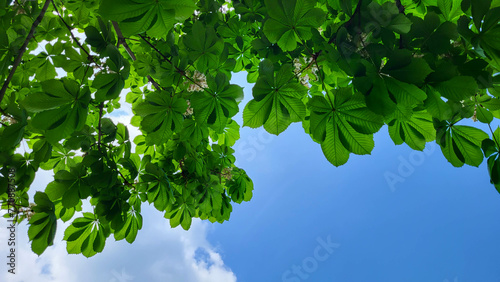 A view from below of the fresh green leaves of a young chestnut tree. Spring green background of chestnut leaves and blue sky.