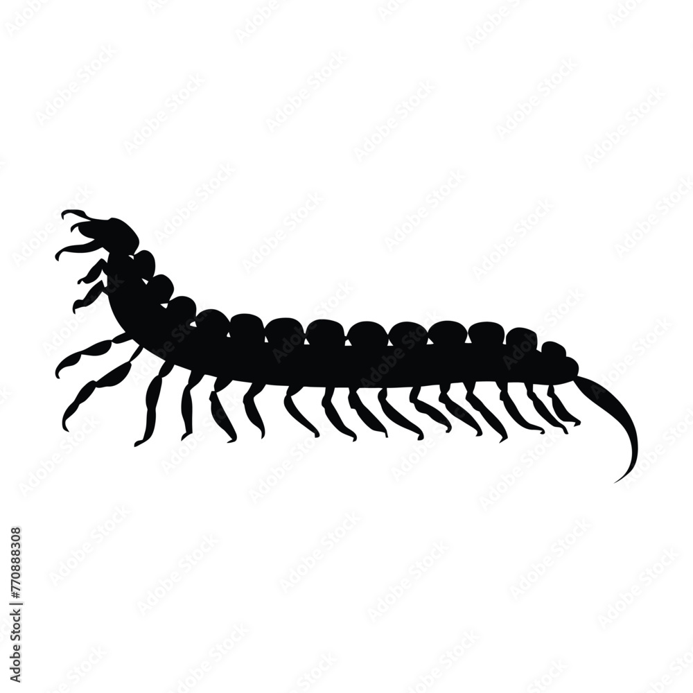 Obraz premium Centipede Silhouette