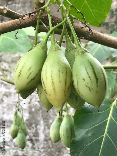 frutos del tomatito del árbol. Solanum betaceum 