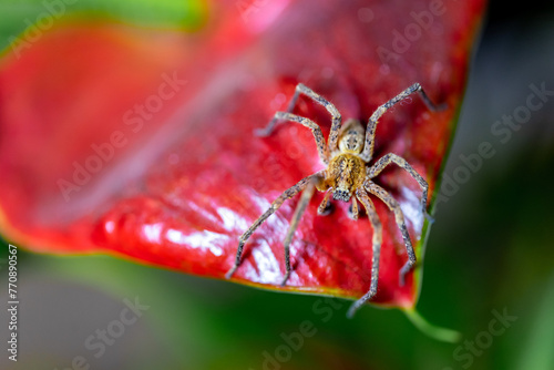 Close-up on a spider sitting on a red leaf. Selective focus