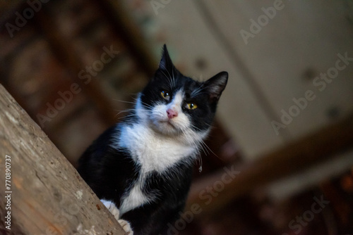 Close-up portrait of a stray cat sitting on a wood beam in the attic