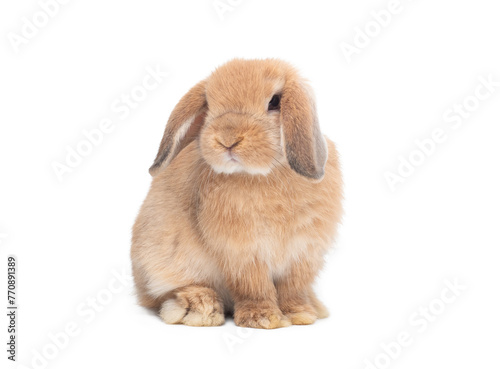 Orange baby holland lop rabbit sitting on white background. Lovely action of holland lop rabbit.