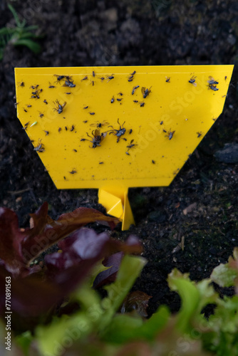 Sticky Trap in vegetable bed photo