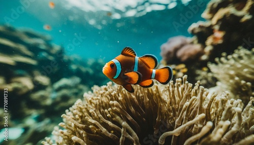 beautiful coral reef with a single clownfish in focus and a blurred underwater environment 