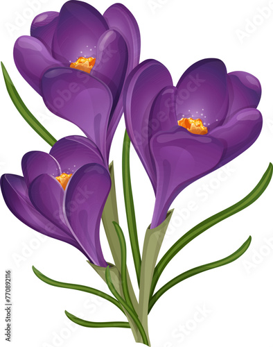 Crocuses, cartoon flower of early spring, March 1, March 8, April 14. Delicate red crocuses on a stem with leaves similar to green grass. Blooming spring crocuses, wildflowers, spring flower garden