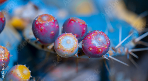 Cactus Fruit