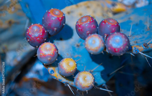 Cactus Fruit photo