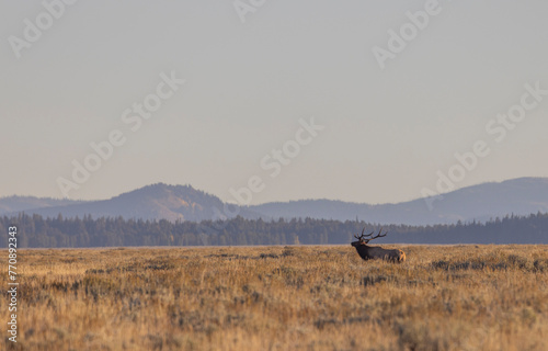 Bull Elk During the Rut in Grand Teton National Park Wyoming in Autumn